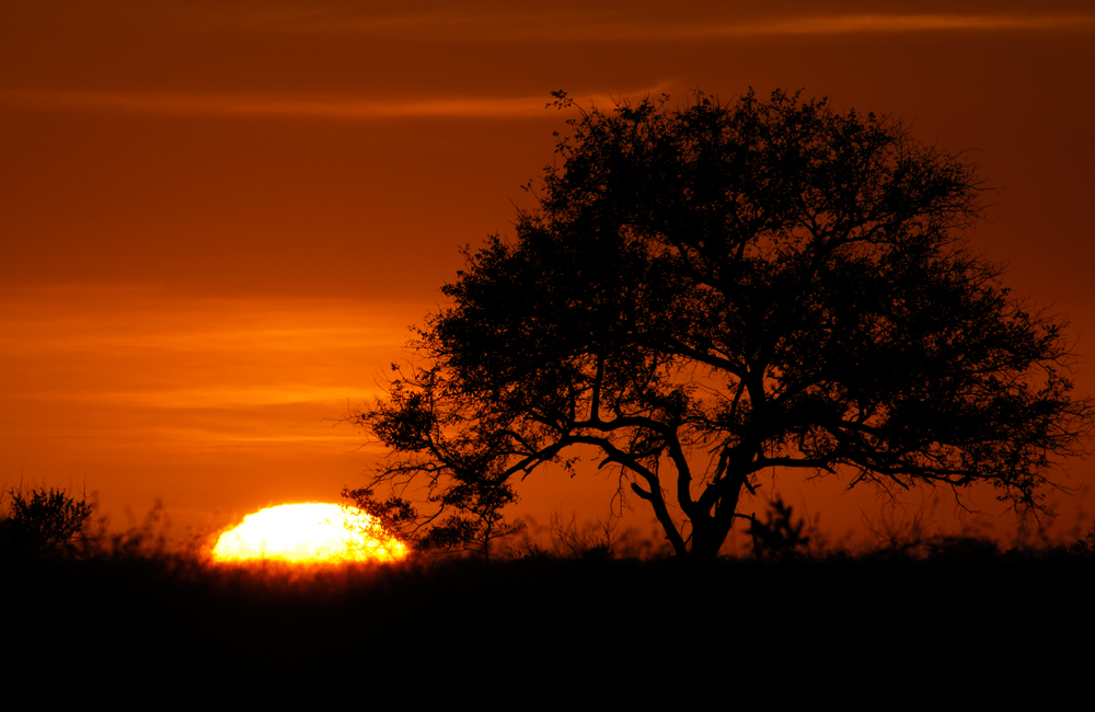 Sunrise at Sabi Sands - Stock Image